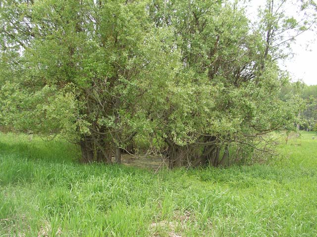 10 A Mini Swamp