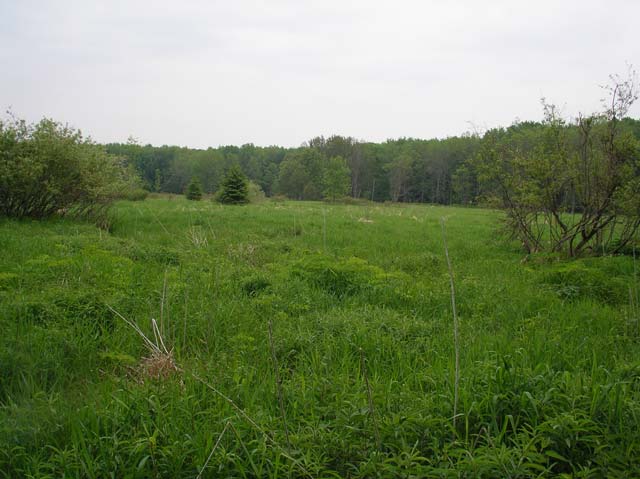 11 Abandoned Farmland