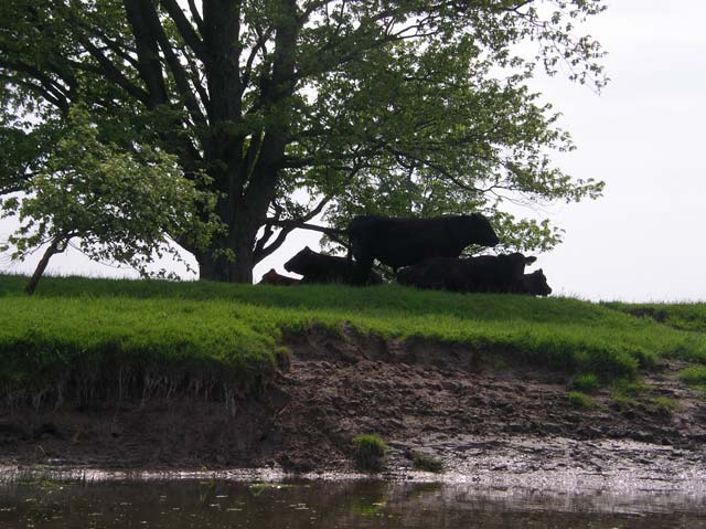 20 Cows Near The End