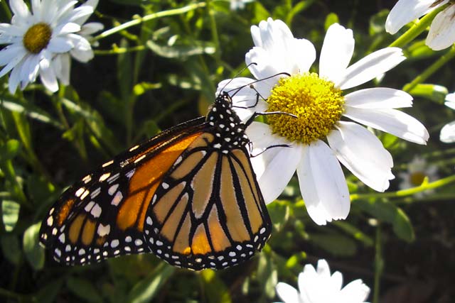 Kristin's nature photo entry