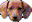 3doxies.gif