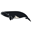 northern right whale